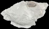 Bargain, Flexicalymene Trilobite - Ohio #55401-2